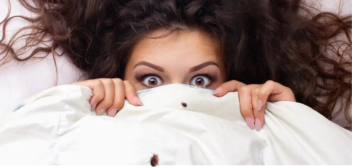 Bed bug heat treatment Phoenix metro Arizona