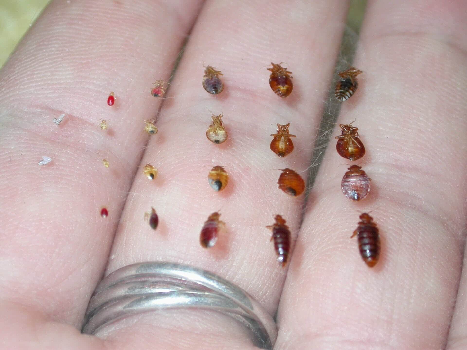 Bed bug life cycle stages — eggs, five nymph stages, and adult, showing progression from newly hatched to fully grown