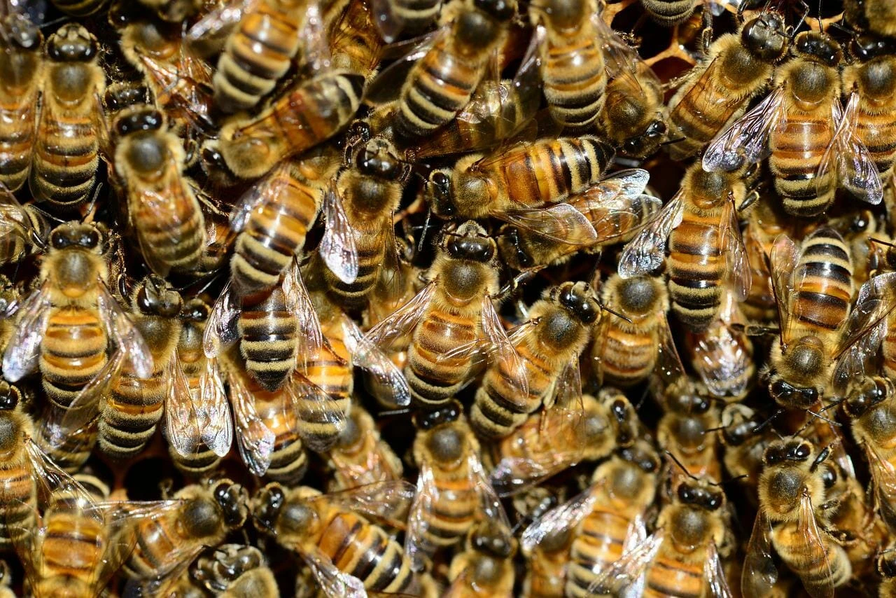 Bee and wasp removal East Valley and Phoenix metro Arizona