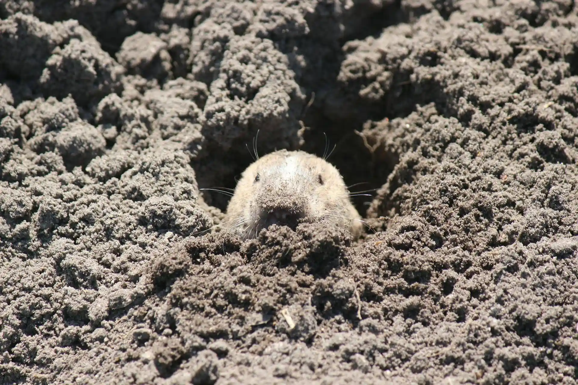 Gopher control East Valley Arizona