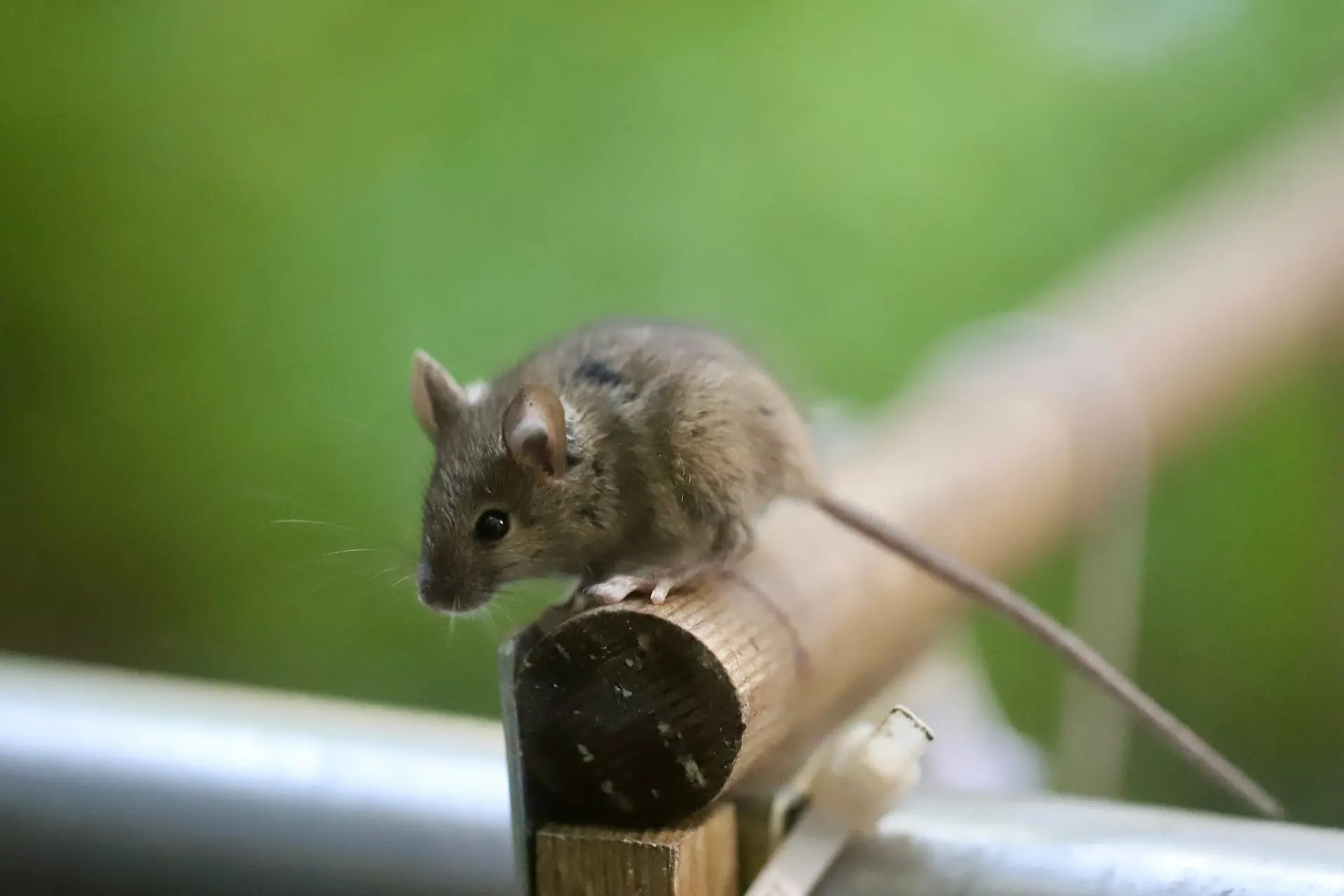 House mouse on a fence — common in East Valley Arizona garages and homes in fall and winter