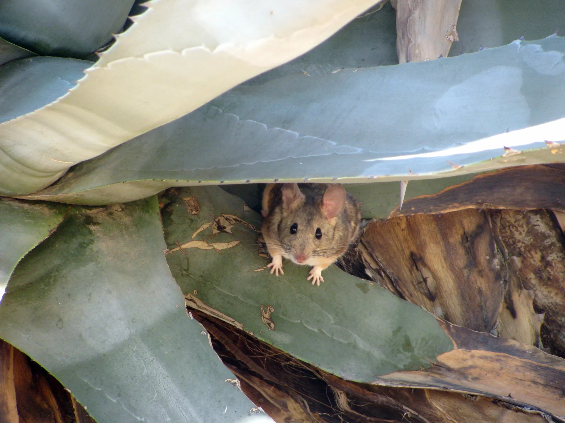 Desert pack rat in agave plant — common near block walls and desert landscaping in East Valley Arizona