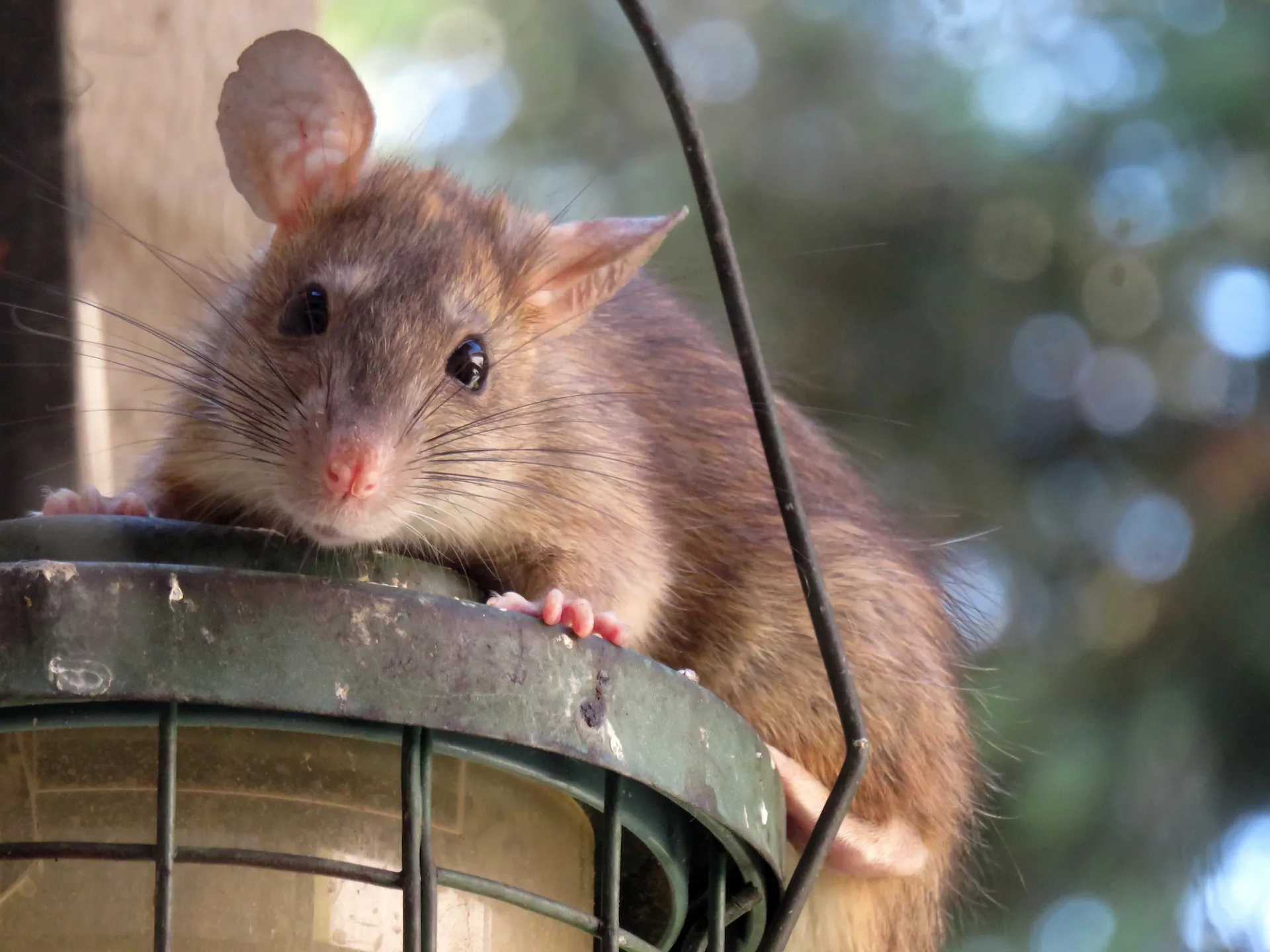 Rodent control roof rats mice East Valley Arizona
