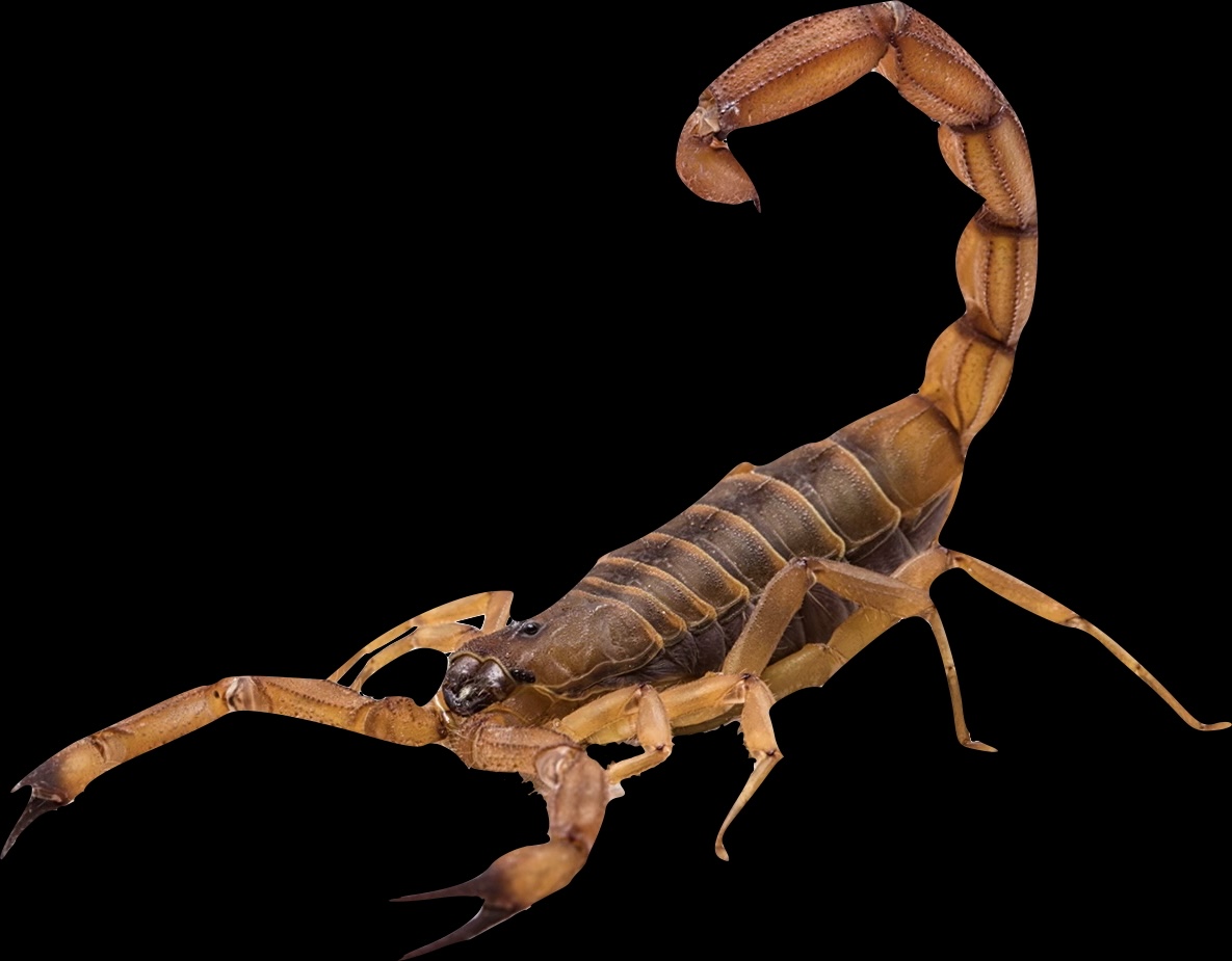 Scorpion control and general pest control East Valley Arizona