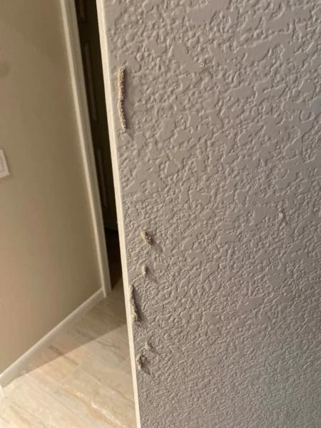 Termite mud tubes visible on an interior wall inside an Arizona home — advanced infestation